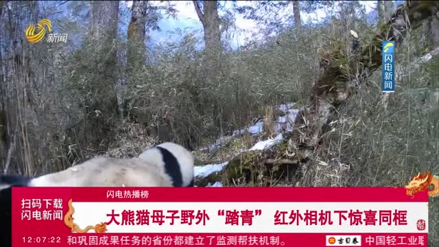 【闪电热播榜】大熊猫母子野外“踏青” 红外相机下惊喜同框