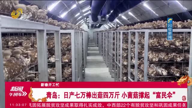 【新春开工忙】青岛：日产七万棒出菇四万斤 小菌菇撑起“富民伞”