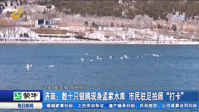 济南：数十只银鸥现身孟家水库 市民驻足拍照“打卡”