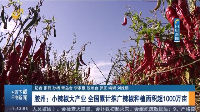 胶州：小辣椒大产业 全国累计推广辣椒种植面积超1000万亩