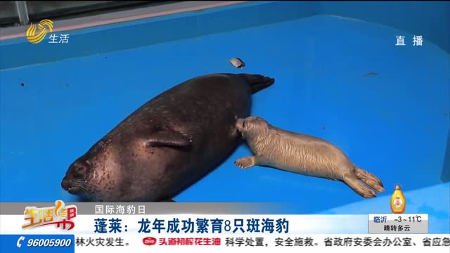 【国际海豹日】蓬莱：龙年成功繁育8只斑海豹