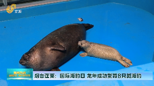 烟台蓬莱：国际海豹日 龙年成功繁育8只斑海豹