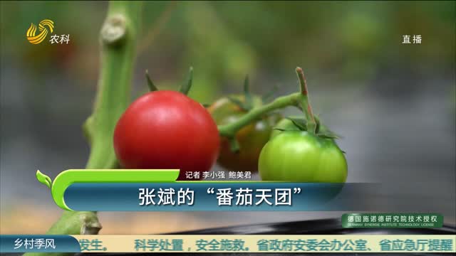 张斌的“番茄天团”
