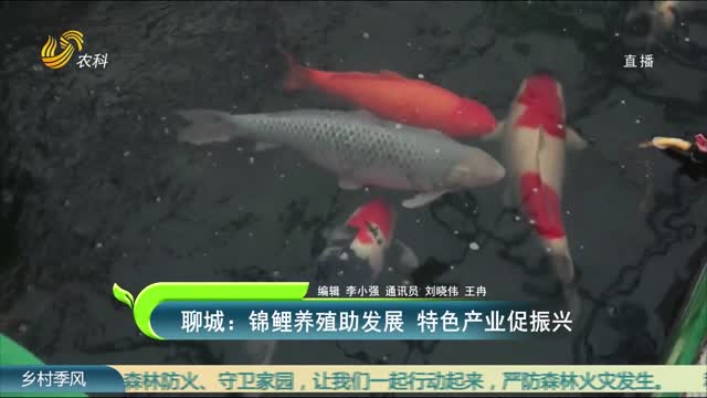 聊城：锦鲤养殖助发展 特色产业促振兴