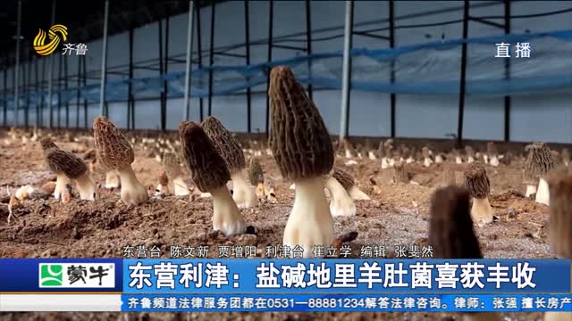 东营利津：盐碱地里羊肚菌喜获丰收