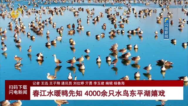 春江水暖鸭先知 4000余只水鸟东平湖嬉戏