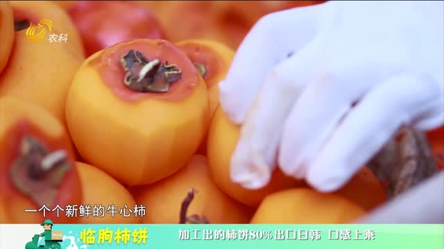 20240305《中国原产递》：临朐柿饼