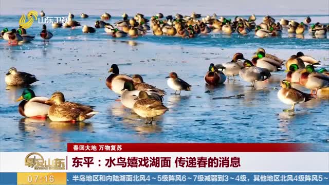 【春回大地 万物复苏】东平：水鸟嬉戏湖面 传递春的消息