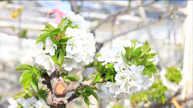 潍坊青州樱桃花开美景