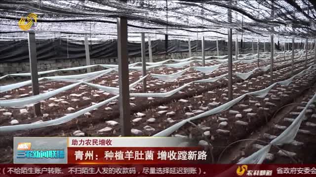 【助力农民增收】青州：种植羊肚菌 增收蹚新路
