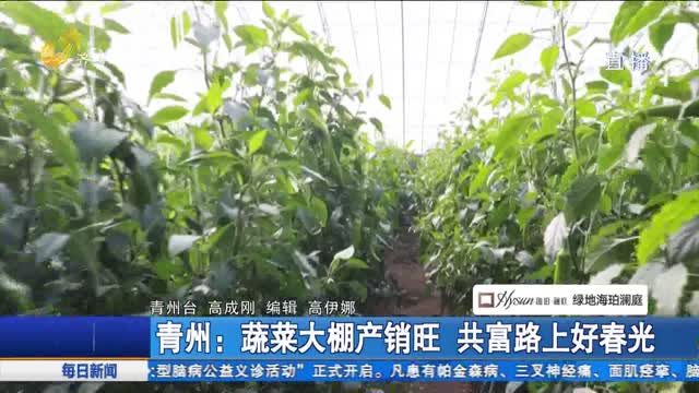 青州：蔬菜大棚产销旺 共富路上好春光