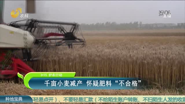 【3·15 护农行动】千亩小麦减产 怀疑肥料“不合格”