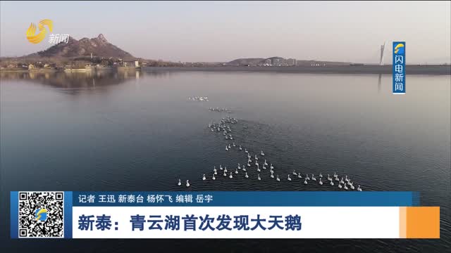新泰：青云湖首次发现大天鹅