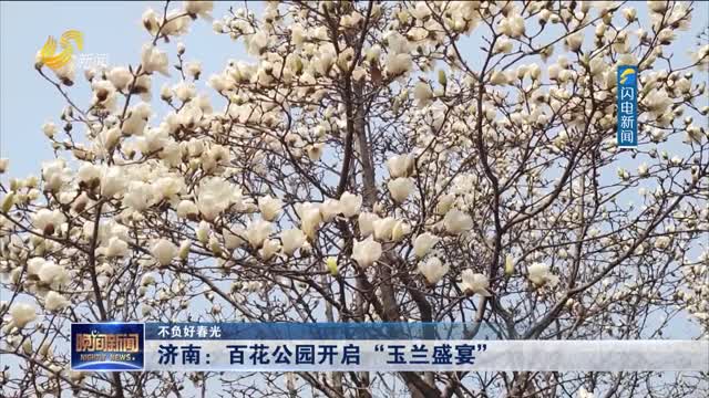 【不负好春光】济南：百花公园开启“玉兰盛宴”