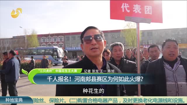 【“三只虎杯”中国花生王大赛】千人报名！河南郏县赛区为何如此火爆？