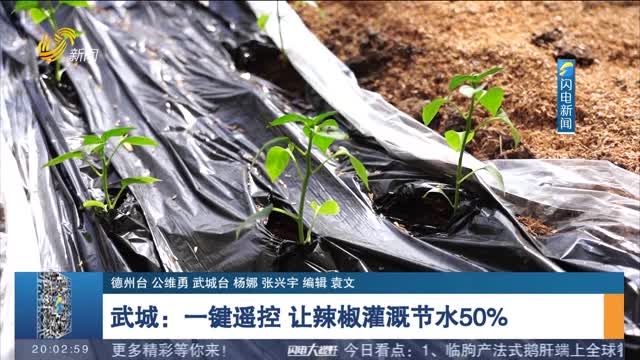 武城：一键遥控 让辣椒灌溉节水50%
