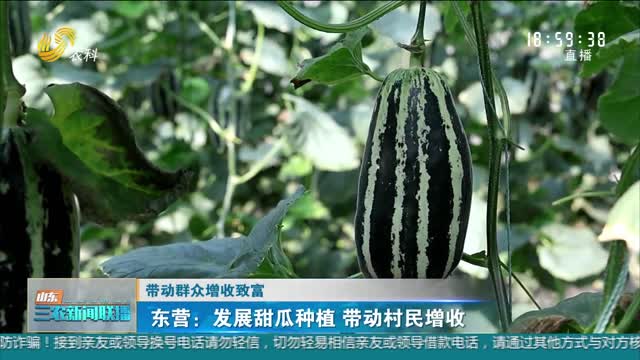 【带动群众增收致富】东营：发展甜瓜种植 带动村民增收