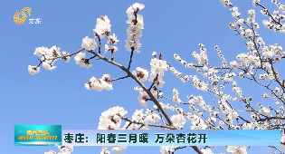 【村村有好戏】枣庄：阳春三月暖 万朵杏花开