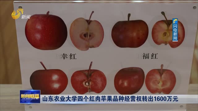 山东农业大学四个红肉苹果品种经营权转出1600万元