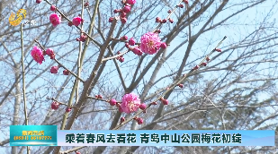 乘着春风去看花 青岛中山公园梅花初绽