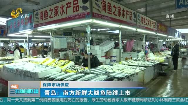 【保障市场供应】青岛：南方新鲜大鲅鱼陆续上市