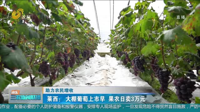 【助力农民增收】莱西：大棚葡萄上市早 果农日卖3万元