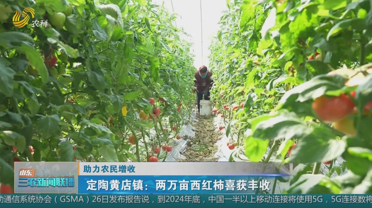 【助力农民增收】定陶黄店镇：两万亩西红柿喜获丰收