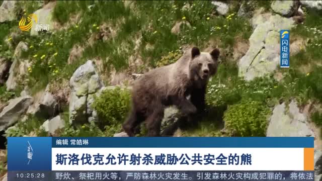 斯洛伐克允许射杀威胁公共安全的熊