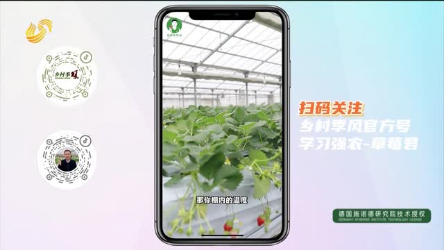 【2024草莓君日本草莓之旅】日本这家采摘园 如何让草莓不断茬