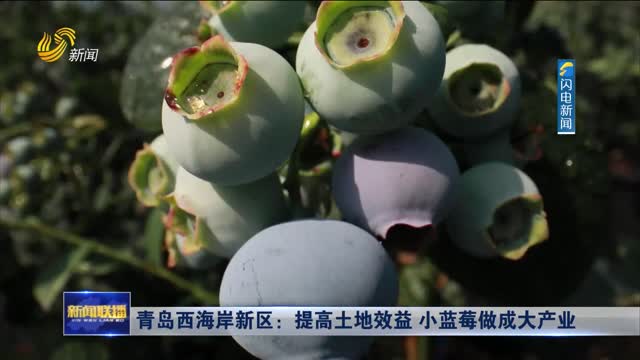 青岛西海岸新区：提高土地效益 小蓝莓做成大产业