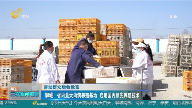 【带动群众增收致富】聊城：省内最大肉鸽养殖基地 启用国内领先养殖技术