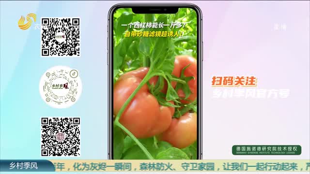 菏泽单县：一个西红柿能长一斤多？自带砂糖滤镜超诱人！