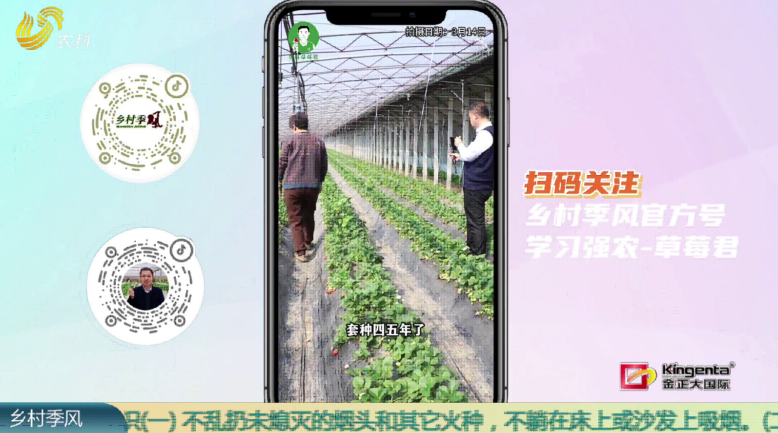 【“草莓君”走基地】草莓套种芸豆 一亩多挣八九千