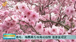 青岛：梅园两万株梅花绽放 迎游客观赏