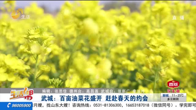 武城：百亩油菜花盛开 赶赴春天的约会