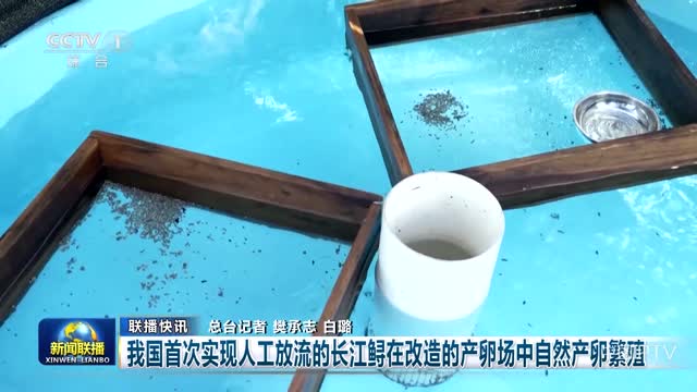【联播快讯】我国首次实现人工放流的长江鲟在改造的产卵场中自然产卵繁殖