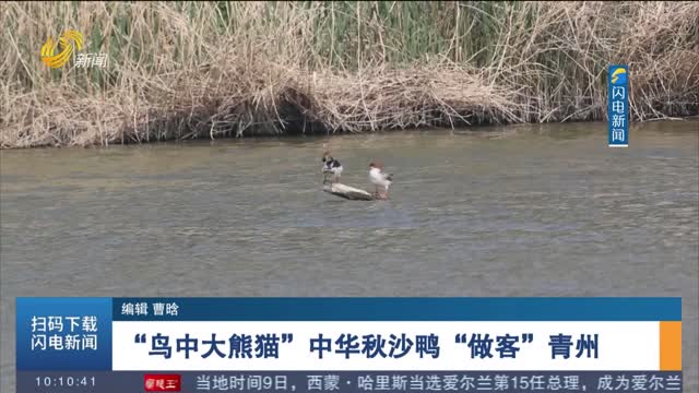 【春来齐鲁】“鸟中大熊猫”中华秋沙鸭“做客”青州