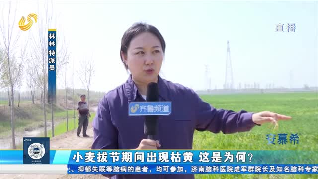 滨州惠民：小麦拔节期出现枯黄 是何原因？