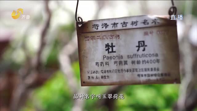 “牡丹王”开花 五代养花人见证牡丹在菏泽的历史与传承