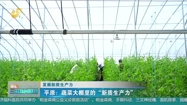 【发展新质生产力】平原：蔬菜大棚里的“新质生产力”