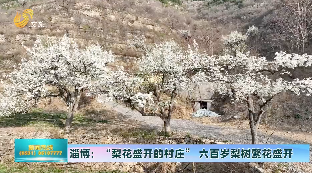 淄博：“梨花盛开的村庄” 六百岁梨树繁花盛开