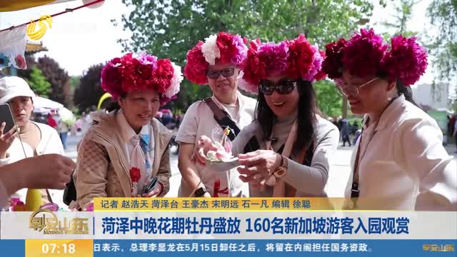 菏泽中晚花期牡丹盛放 160名新加坡游客入园观赏