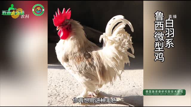 探秘山东省地方鸡品种资源活体基因库