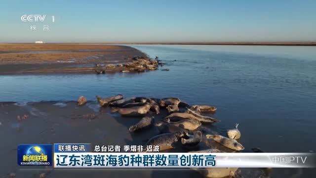 【联播快讯】辽东湾斑海豹种群数量创新高