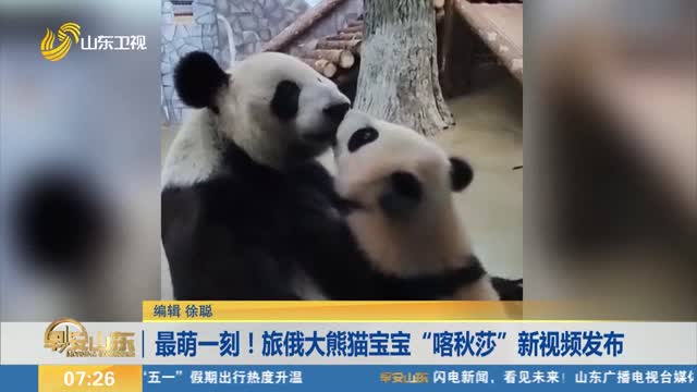 最萌一刻！旅俄大熊猫宝宝“喀秋莎”新视频发布