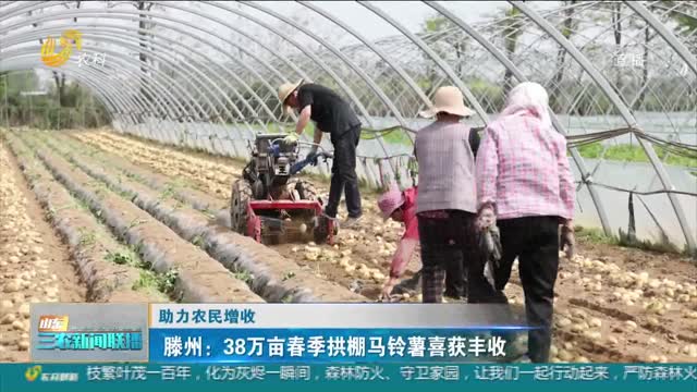 【助力农民增收】滕州：38万亩春季拱棚马铃薯喜获丰收