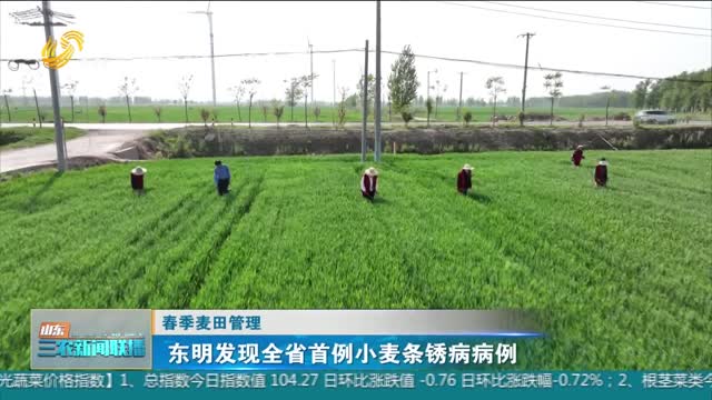 【春季麦田管理】东明发现全省首例小麦条锈病病例