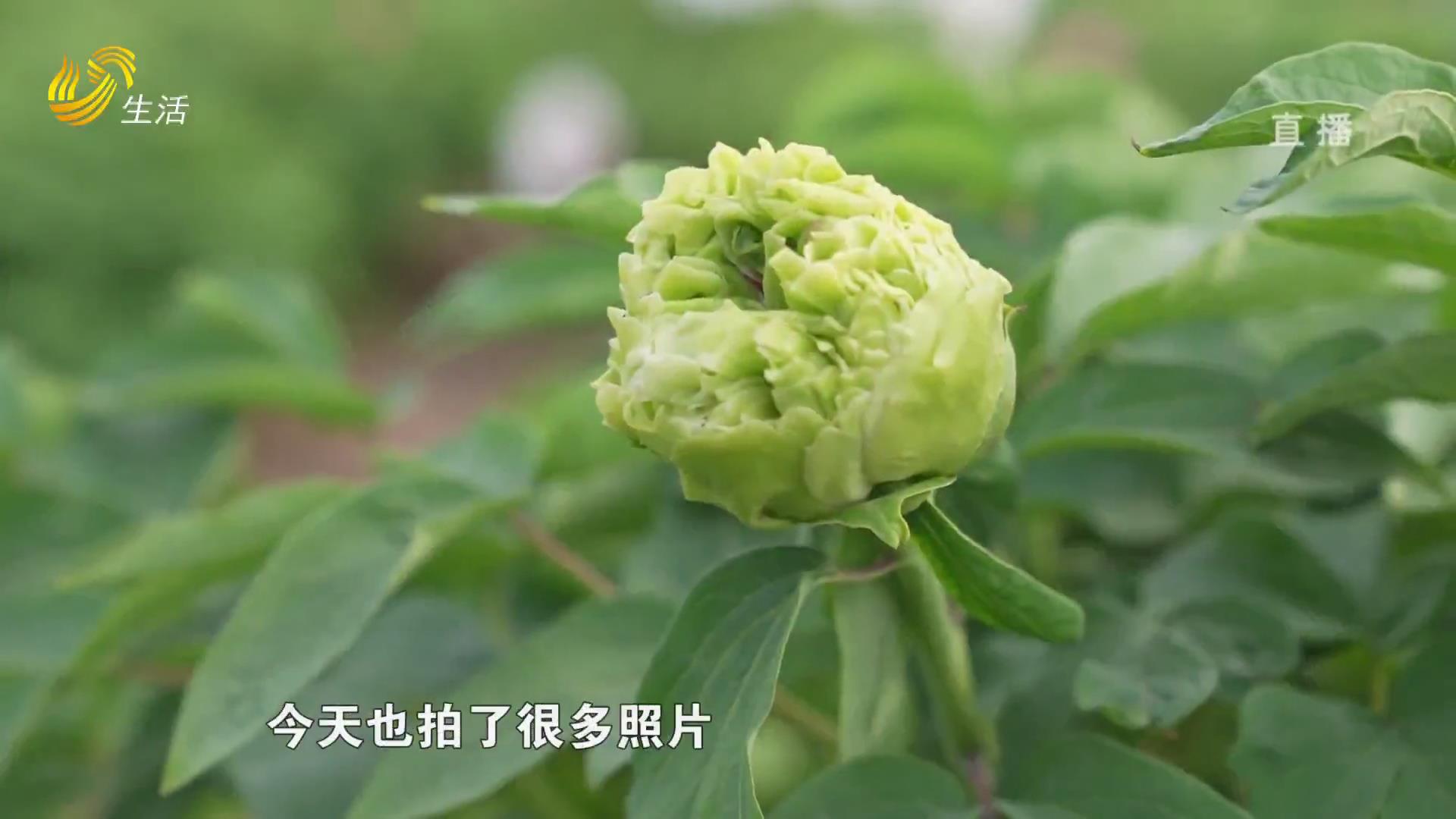 谷雨时节：“赏花”“吃春”“捂花生”