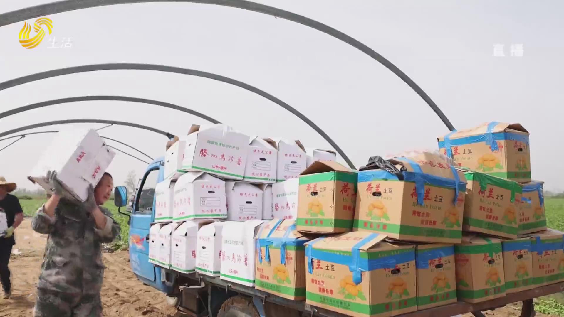 滕州：38万亩春季拱棚马铃薯喜获丰收