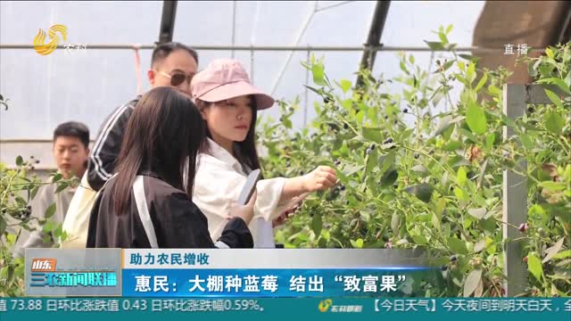 【助力农民增收】惠民：大棚种蓝莓 结出“致富果”
